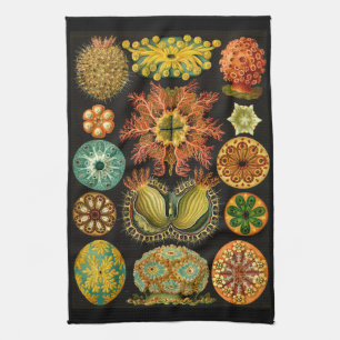 Ernst Haeckel Ascidiae Sea Life Illustration Kitchen Towel