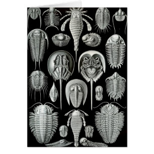 Ernst Haeckel - Aspidonia
