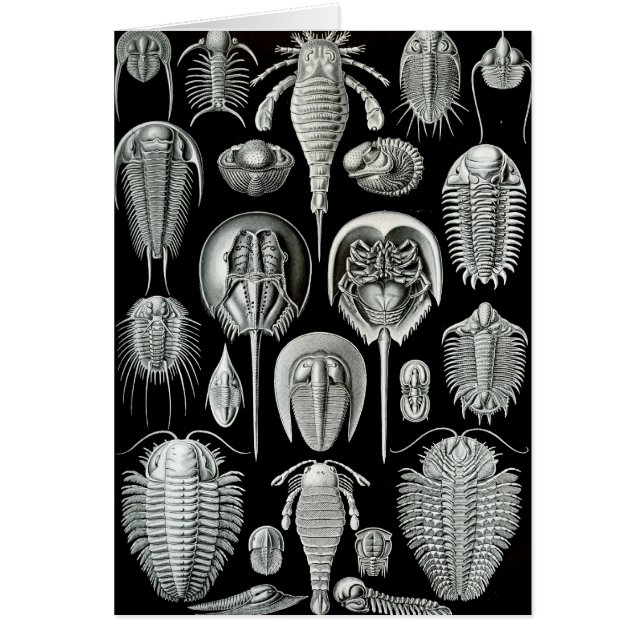 Ernst Haeckel - Aspidonia (Front)