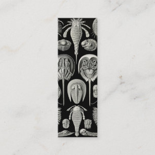 Ernst Haeckel Aspidonia Mini Business Card