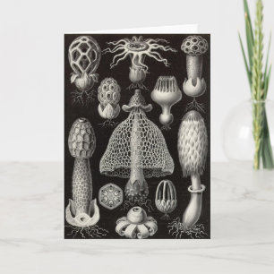 Ernst Haeckel - Basimycetes Mushrooms Card