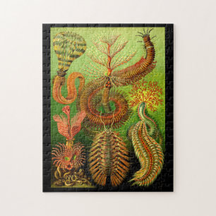 Ernst Haeckel Chaetopoda Jigsaw Puzzle