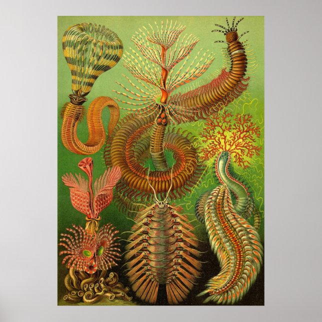 Ernst Haeckel - Chaetopoda Poster (Front)