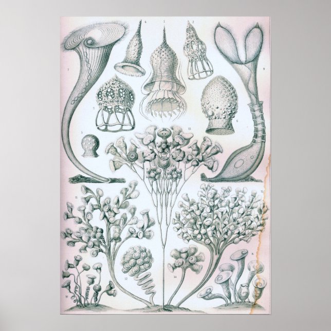 Ernst Haeckel Ciliata Poster (Front)