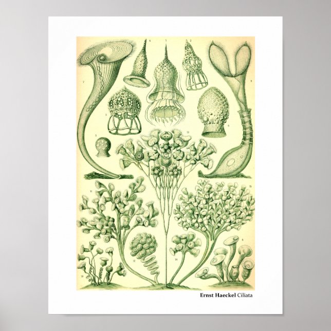 Ernst Haeckel Ciliata Poster (Front)