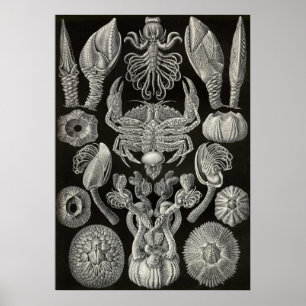 Ernst Haeckel - Cirripedia Poster