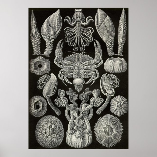 Ernst Haeckel - Cirripedia Poster (Front)