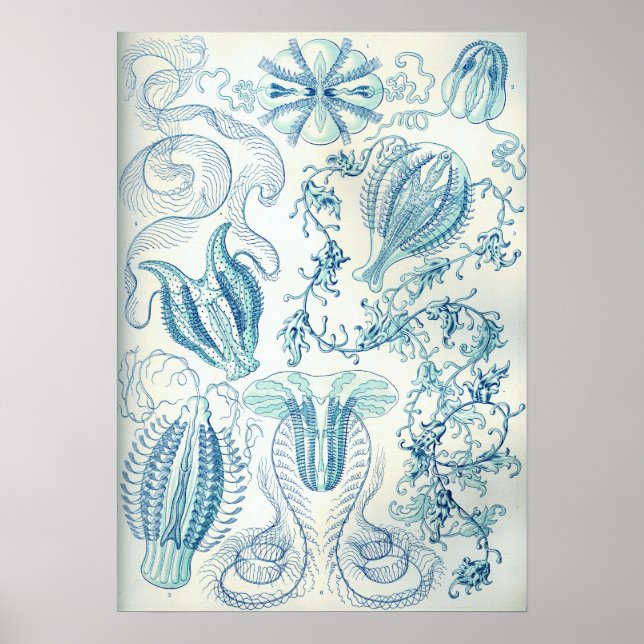 Ernst Haeckel Ctenophorae Jellyfish Poster (Front)