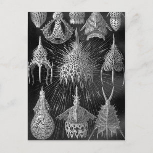 Ernst Haeckel Cyrtoidea Postcard