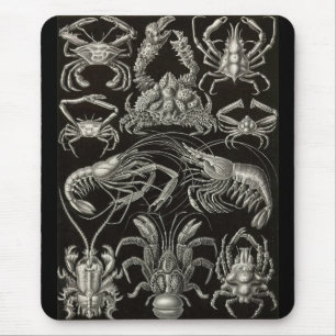Ernst Haeckel - Decapoda Mouse Pad