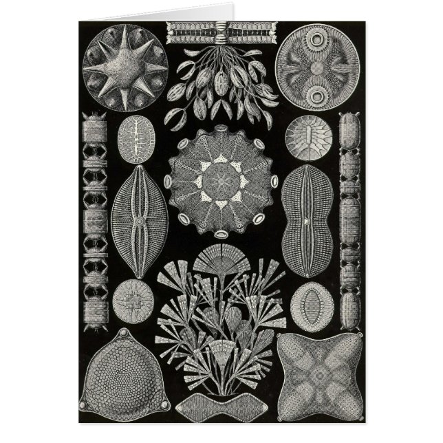 Ernst Haeckel - Diatomea2 (Front)