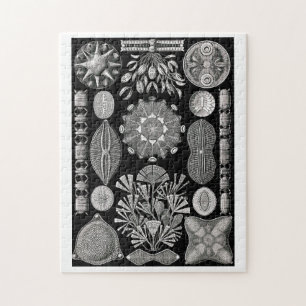 Ernst Haeckel Diatomea Jigsaw Puzzle