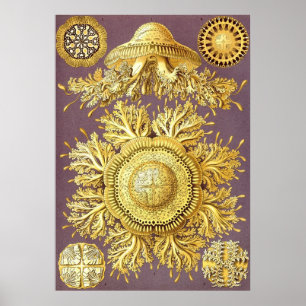 Ernst Haeckel - Discomedusae3 Poster