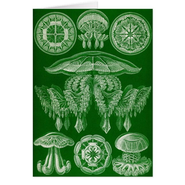 Ernst Haeckel - Discomedusae4 (Front)