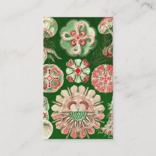 Ernst Haeckel Discomedusae (Aurelia) Business Card