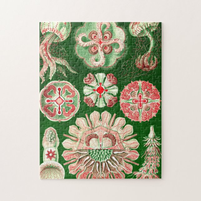 Ernst Haeckel Discomedusae (Aurelia) Jigsaw Puzzle (Vertical)