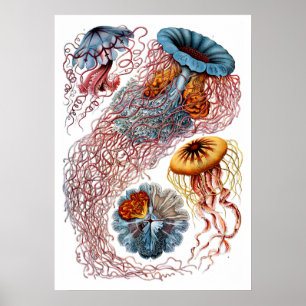 Ernst Haeckel Discomedusae Poster