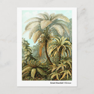 Ernst Haeckel Filicinae Postcard