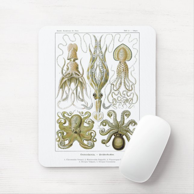 Ernst Haeckel Gamochonia Octopus & Squid Mouse Pad (With Mouse)