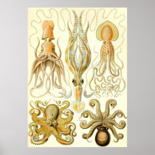 Ernst Haeckel — Gamochonia Poster