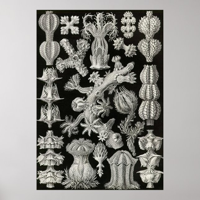 Ernst Haeckel - Gorgonida Poster (Front)