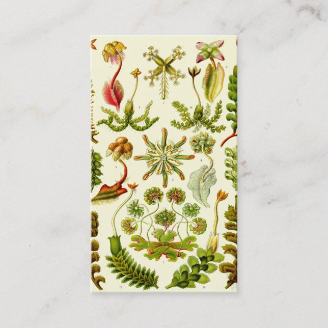 Ernst Haeckel Hepaticae Business Card (Front)