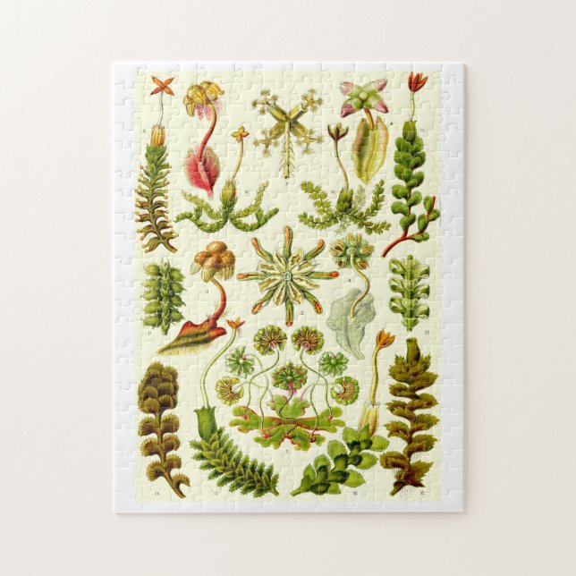 Ernst Haeckel Hepaticae Jigsaw Puzzle (Vertical)