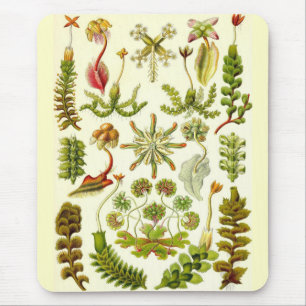 Ernst Haeckel - Hepaticae Mouse Pad