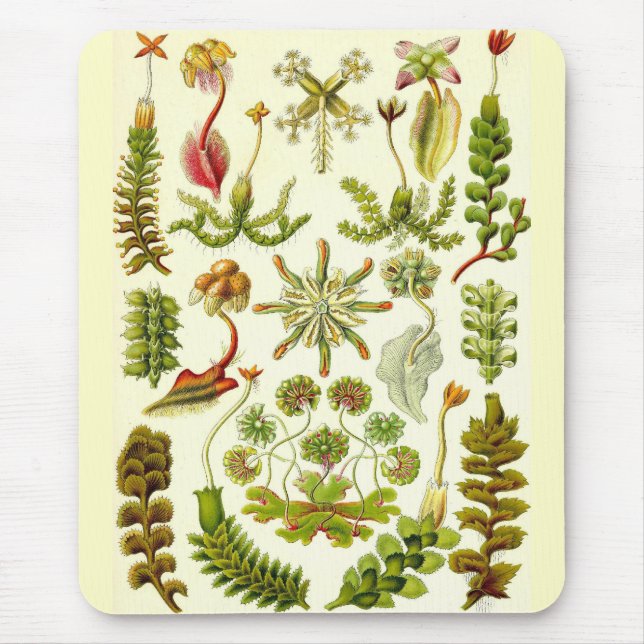 Ernst Haeckel - Hepaticae Mouse Pad (Front)
