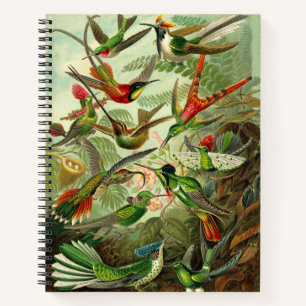 Ernst Haeckel Hummingbird Illustration 8.5X11" Notebook