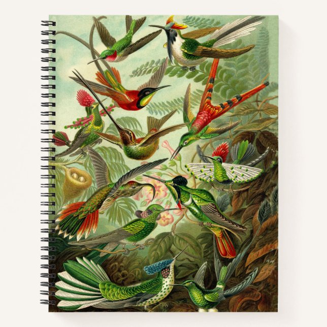 Ernst Haeckel Hummingbird Illustration 8.5X11" Notebook (Front)