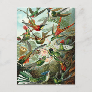 Ernst Haeckel Hummingbirds - Art Forms of Nature Postcard
