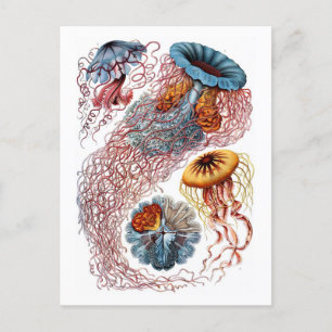 Ernst Haeckel Jellyfish D. annasethe Postcard