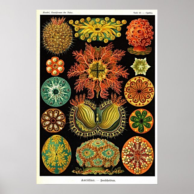 Ernst Haeckel Kunstformen der Natur Ascidian Poster (Front)