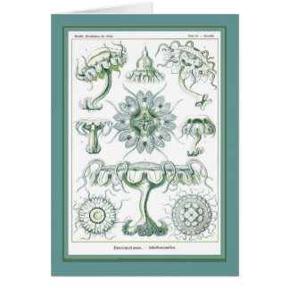 Ernst Haeckel - Kuntsformen der Nature - Tafel 18