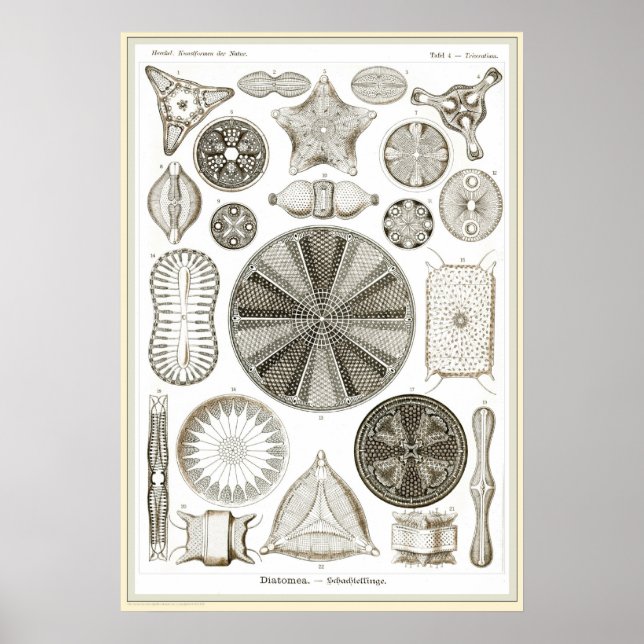 Ernst Haeckel - Kuntsformen der Nature - Tafel 4 Poster (Front)