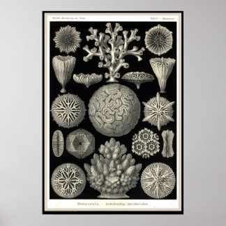 Ernst Haeckel - Kuntsformen der Nature - Tafel 9 Poster