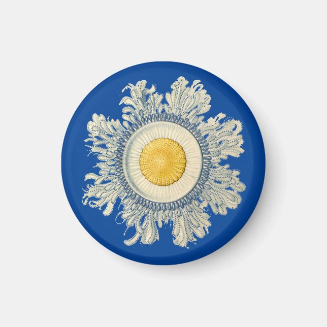 Ernst Haeckel Magnet (Front)