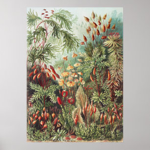 Ernst Haeckel Moss Nature Print Dark Academia