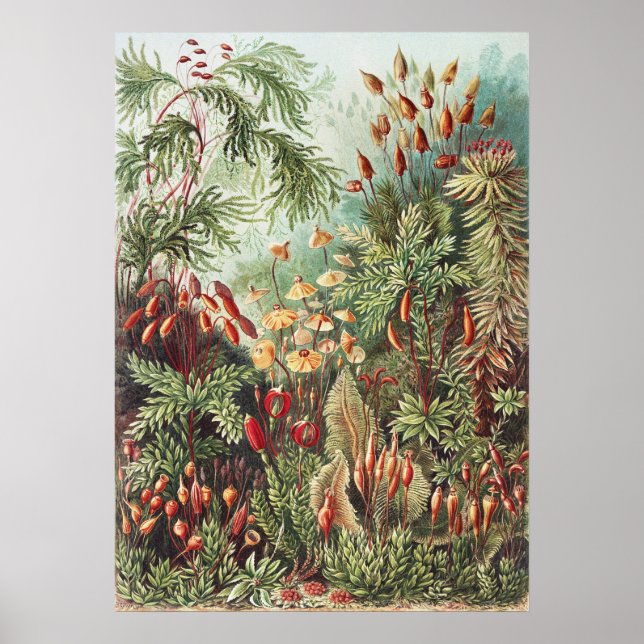Ernst Haeckel Moss Nature Print Dark Academia (Front)