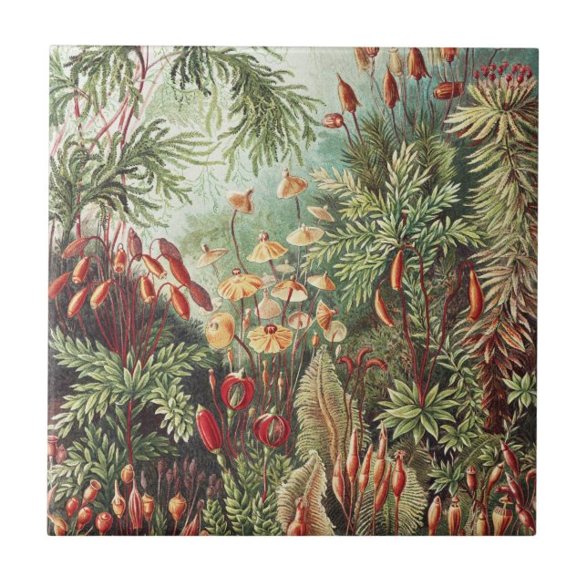 Ernst Haeckel Moss Nature Print Dark Academia Tile (Front)