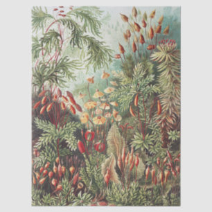 Ernst Haeckel Moss Nature Print Dark Academia Tissue Paper