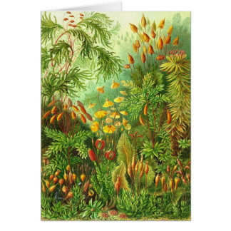 Ernst Haeckel - Muscinae
