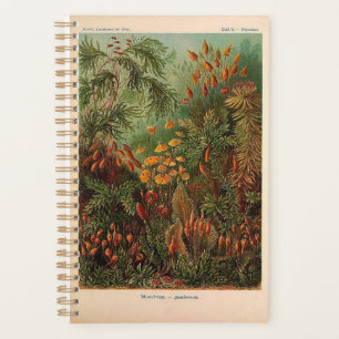 Ernst Haeckel Muscinae illustration vintage
