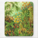 Ernst Haeckel - Muscinae Mouse Pad<br><div class="desc">Ernst Haeckel - Muscinae</div>