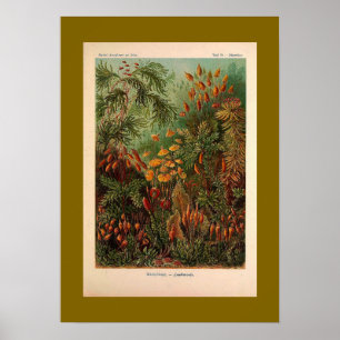 Ernst Haeckel Muscinae vintage illustration Poster