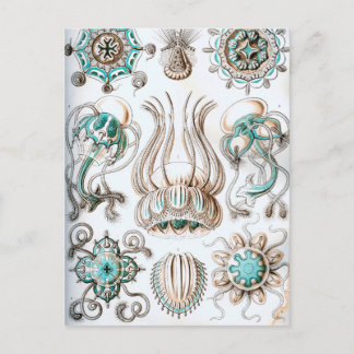 Ernst Haeckel Narcomedusae jellyfish! Postcard