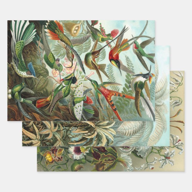 Ernst Haeckel Nature Wrapping Paper Sheets (Set)