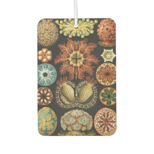Ernst Haeckel Nautical Sea Life Art Collage Air Freshener