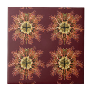 Ernst Haeckel Nautical Tunicate Red Sea Life Art Tile